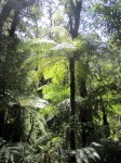 Linkki Uuden Seelannin maisema- ja luontokuviin
