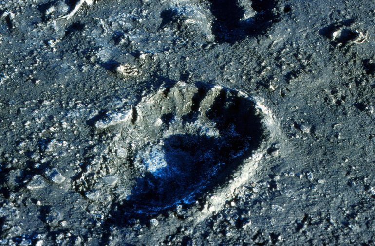 Jääkarhun jalanjälki