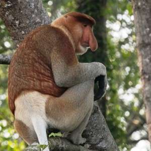 Proboscis monkey nenäapina Borneo