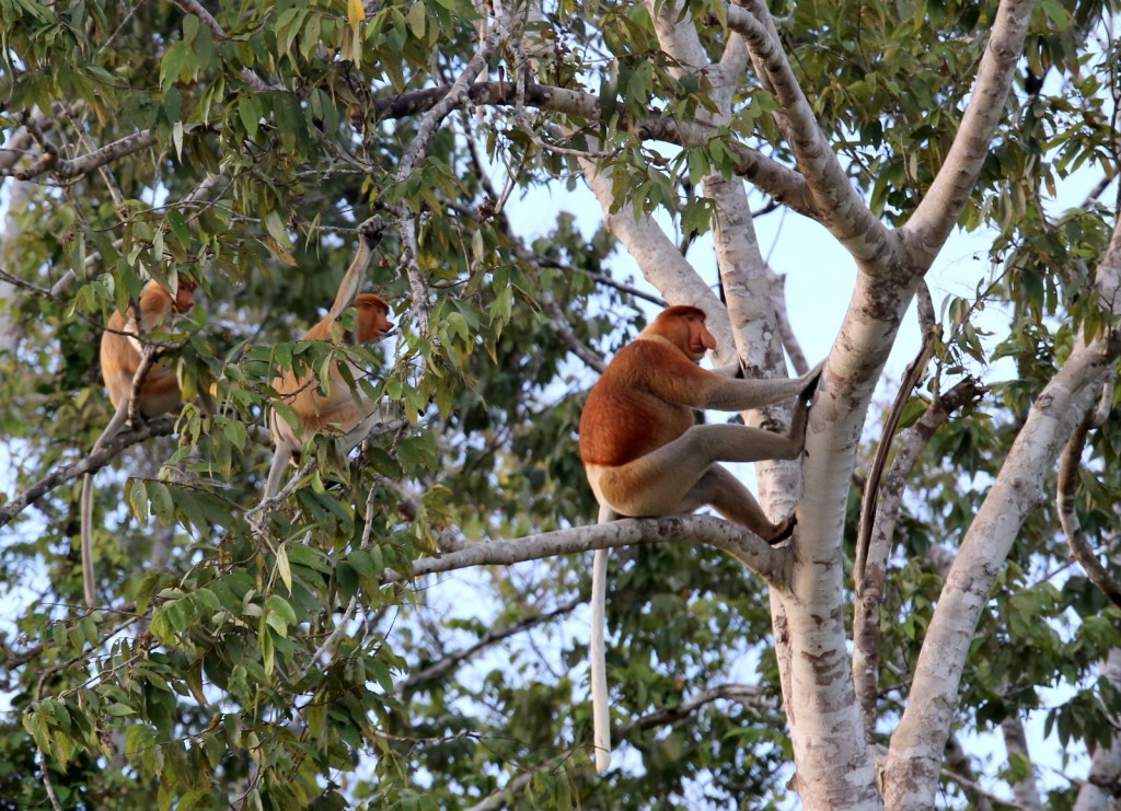 Proboscis monkey nenäapina Borneo