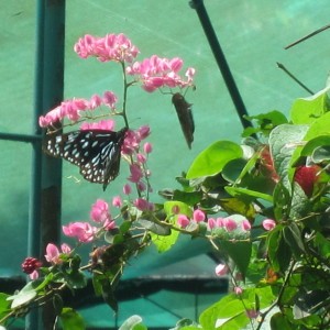 Kuala Lumpur Butterfly Park Malesia