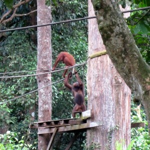 Sepilok orangutan
