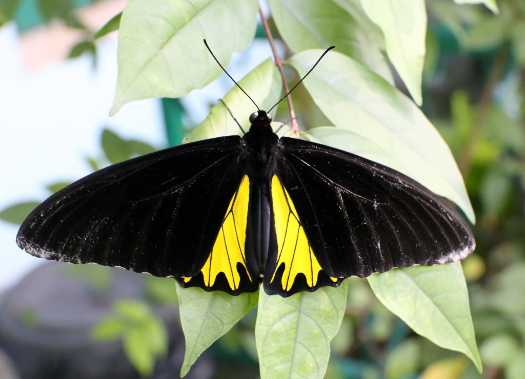 Kuala Lumpur Butterfly Park Malesia