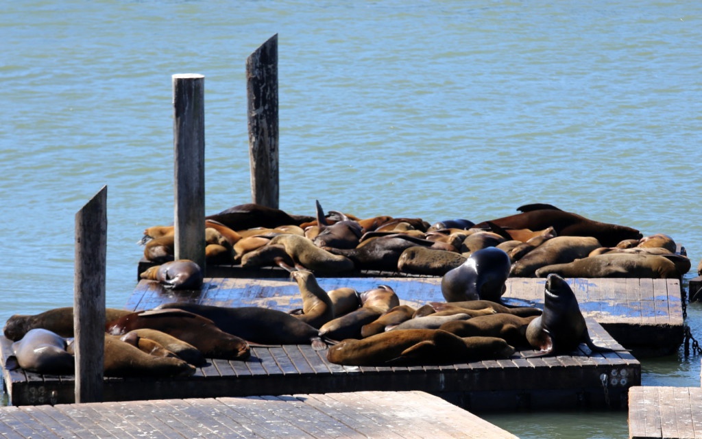 San Francisco sea lions merileijonat