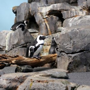 Penguins Monterey Bay Aquarium