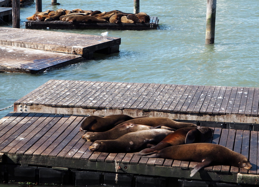 San Francisco sea lions merileijonat