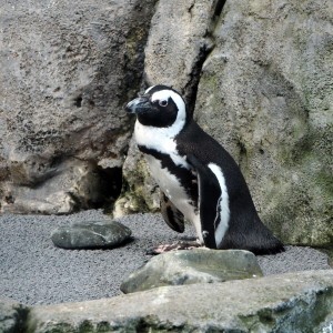 Penguins Monterey Bay Aquarium