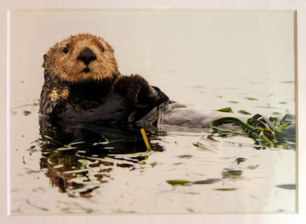 Sea Otter saukko Monterey Bay Aquarium