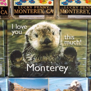 Monterey Sea Otter