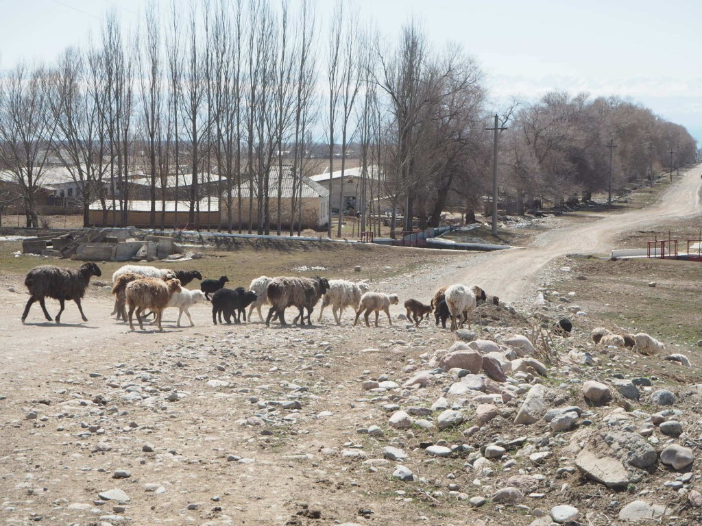 Lampaita Issyk-Kul Kirgiisia