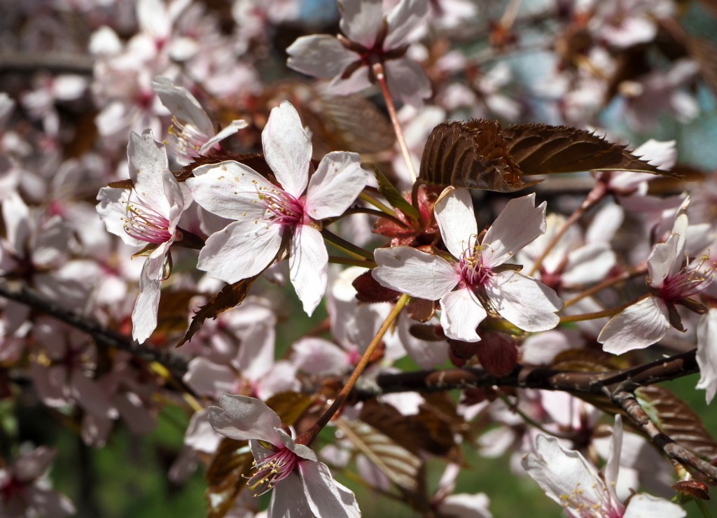 Roihuvuoren kirsikkapuisto