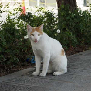 Kissa Persiassa
