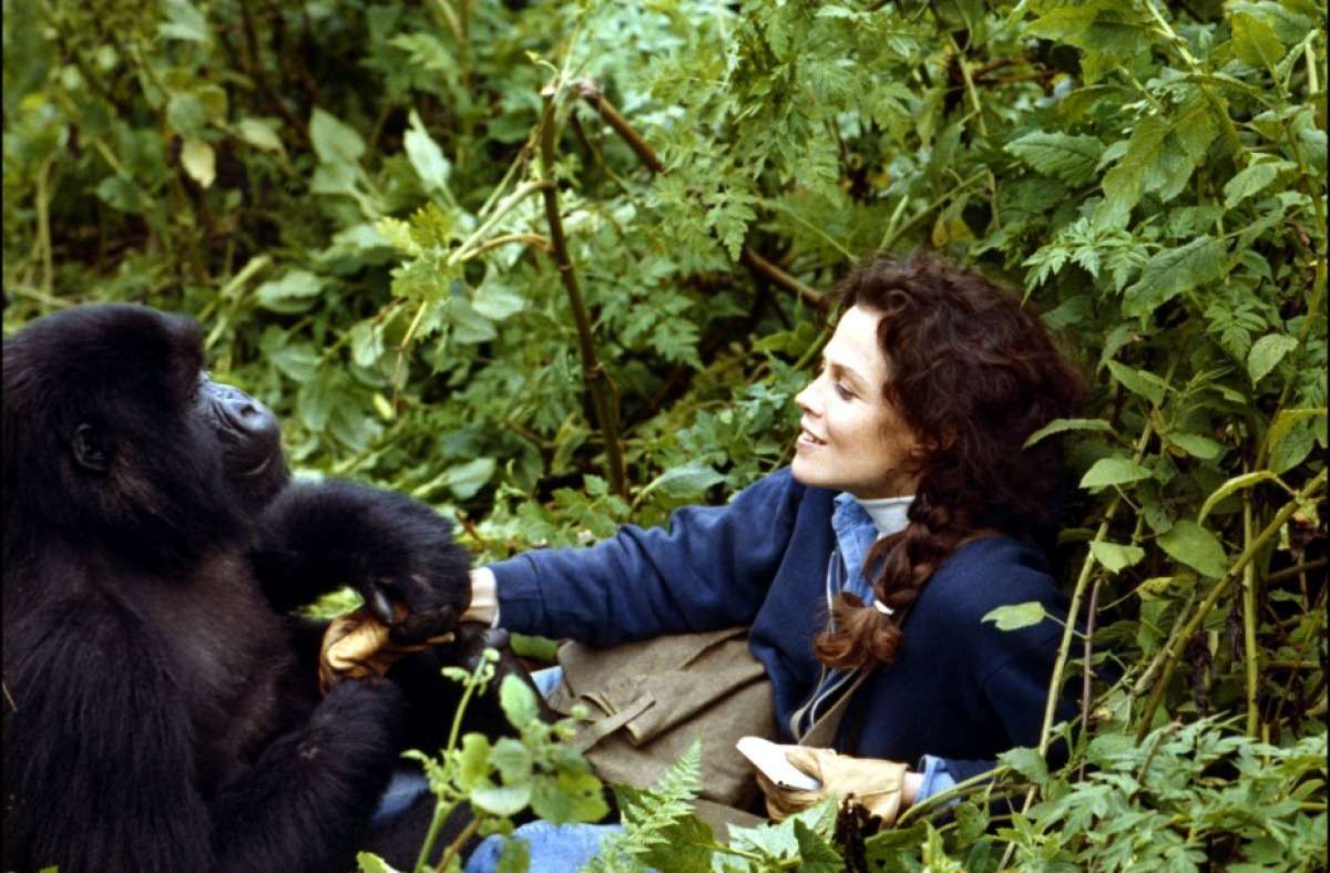 Ruanda gorillas