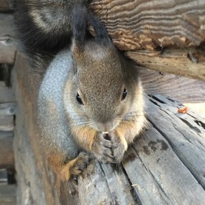 Orava, Seurasaari