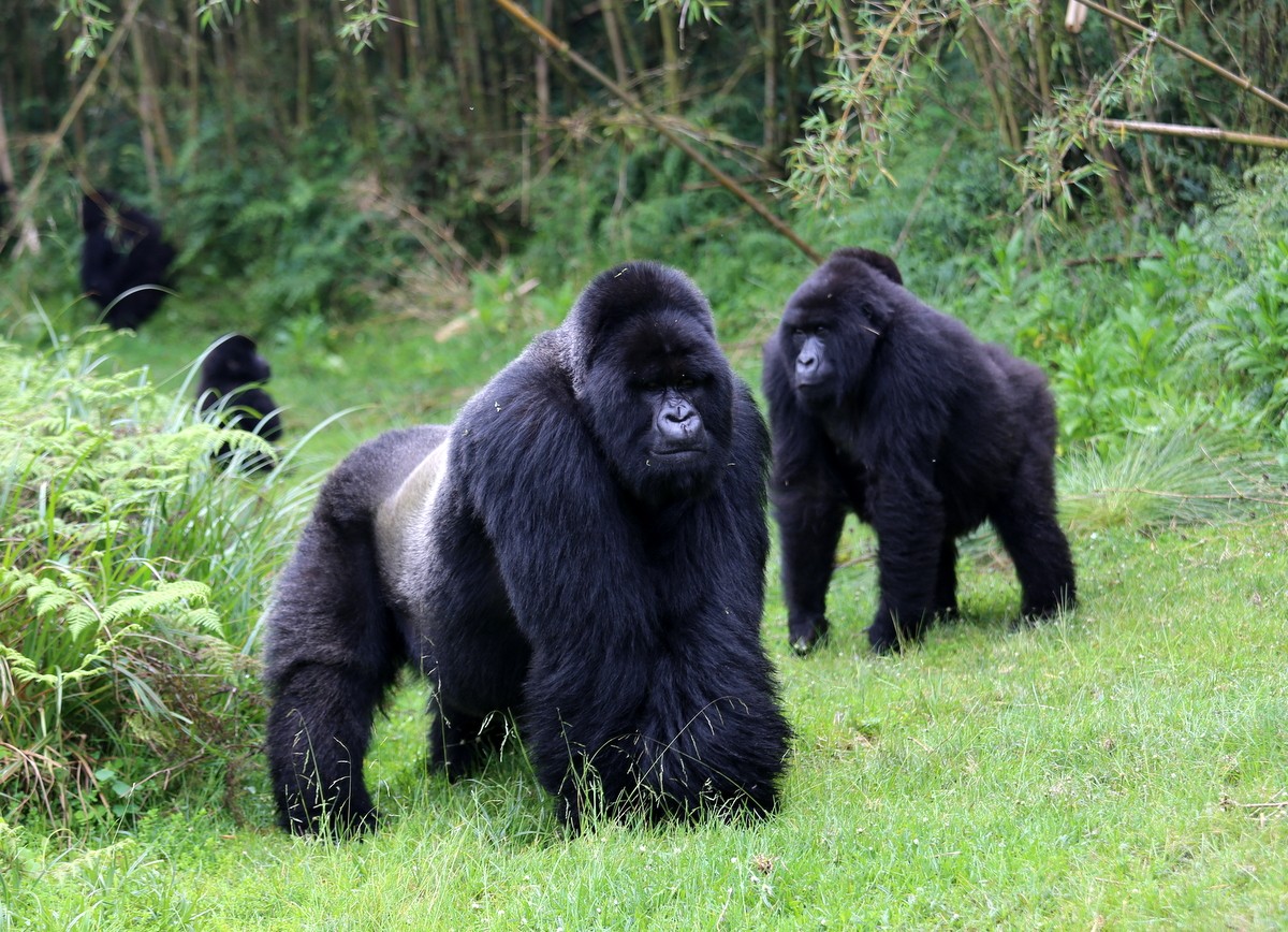 Rwanda Mountain gorillas