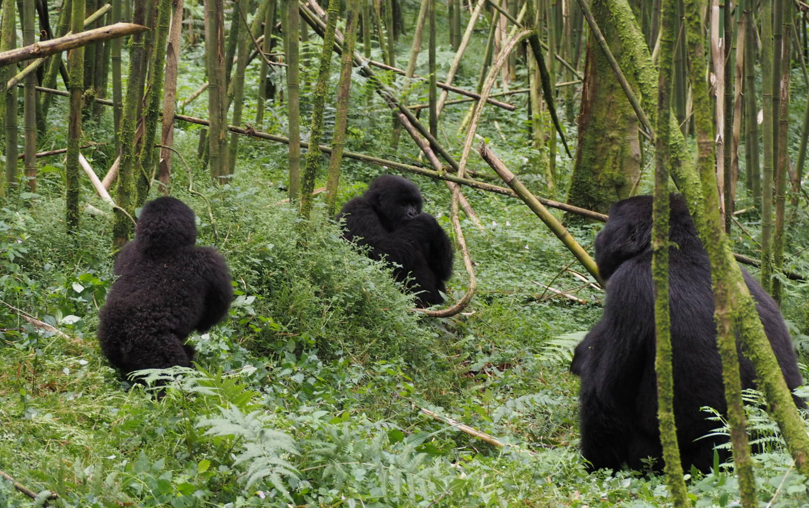 Rwanda mountain gorillas