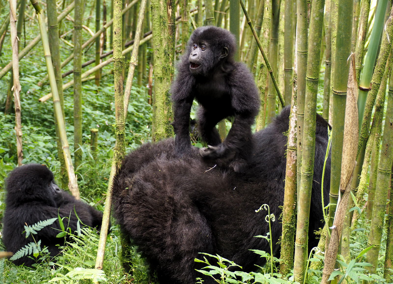 Rwanda mountain gorillas