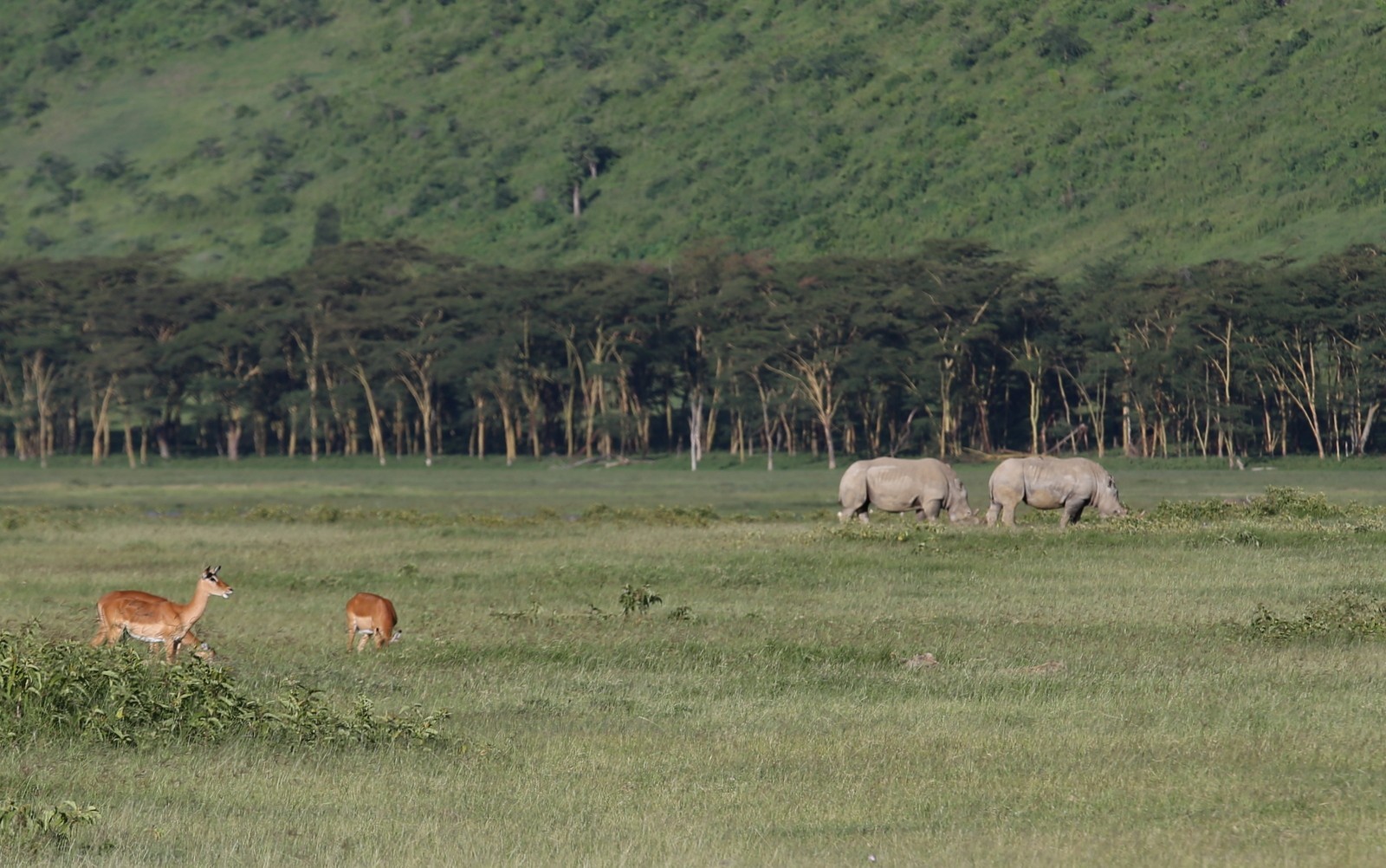 Isosarvikuono Nakuru Kenia