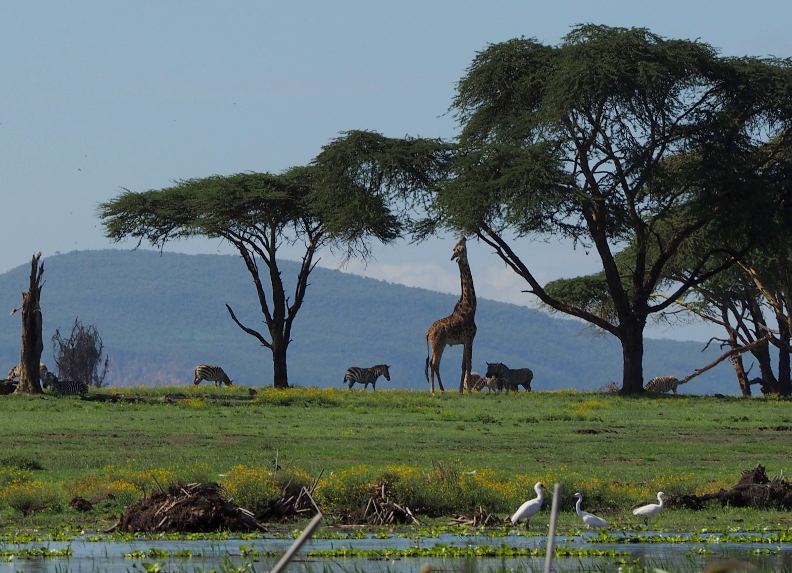 Crescent Naivasha