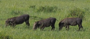 Pahkasikoja Masai Mara