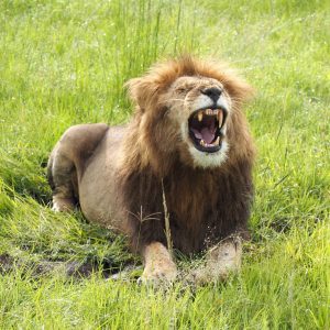 Masain Maran leijonia