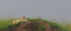 gepardi masai mara