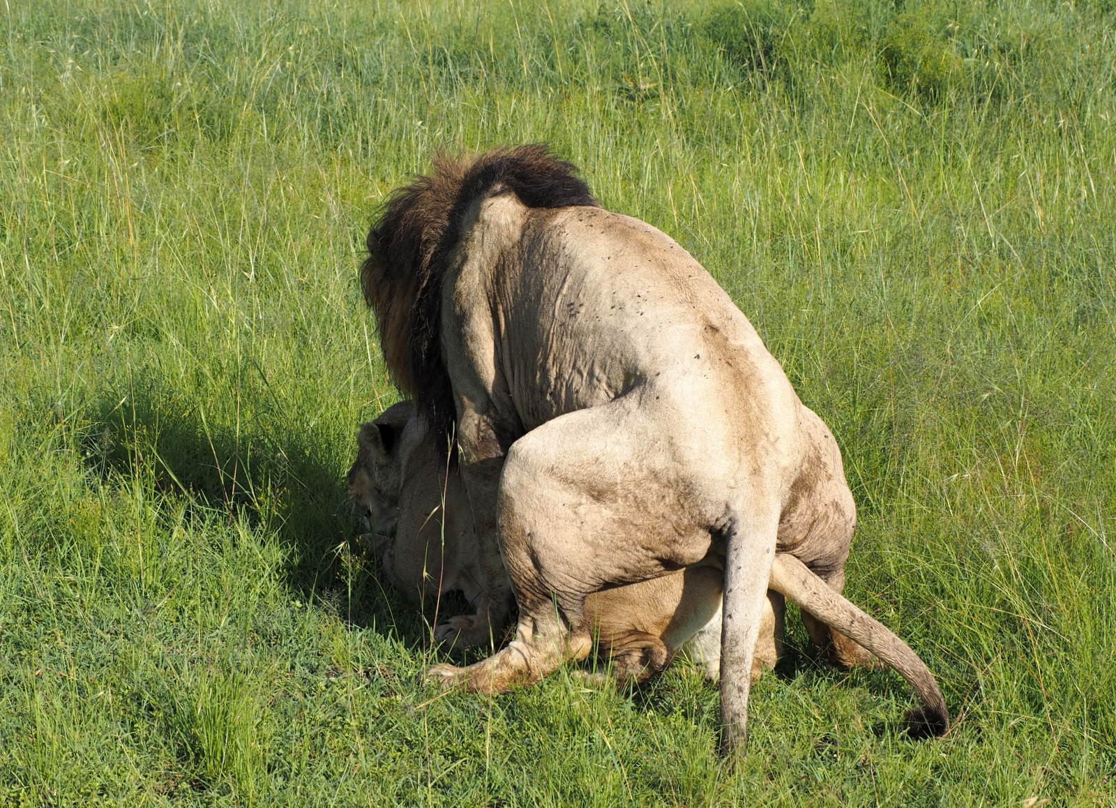 Masain Maran leijonia