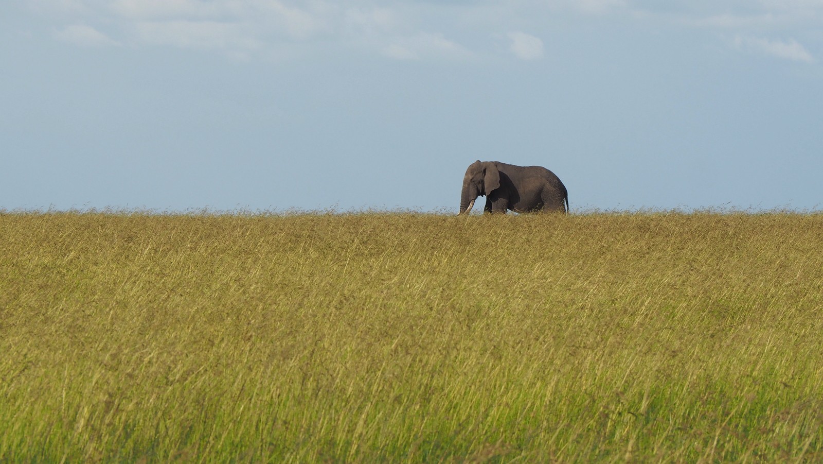 Masai Mara savannia