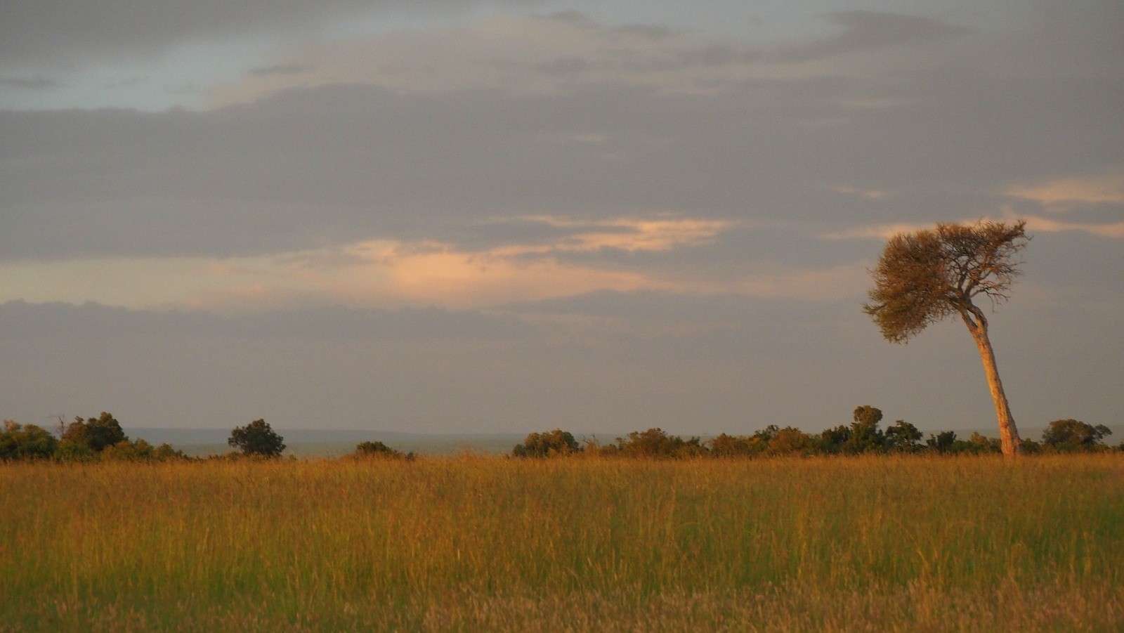 Masai Mara savannia