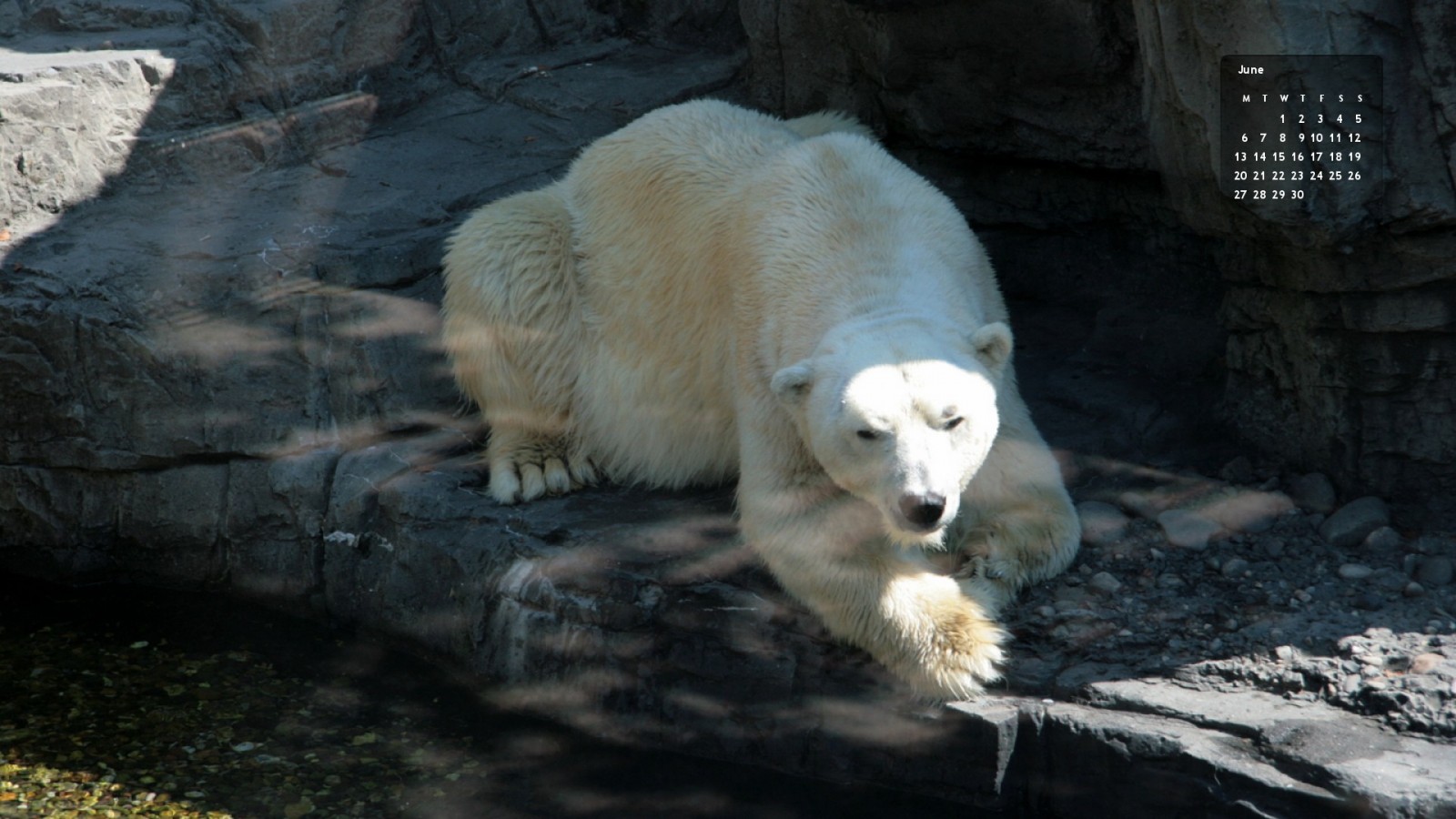 New York Zoo jääkarhu Gus 2012