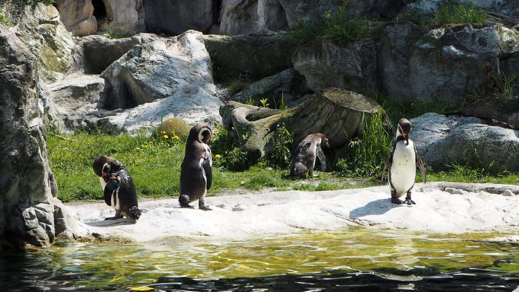 Humboldtin pingviinit Wien