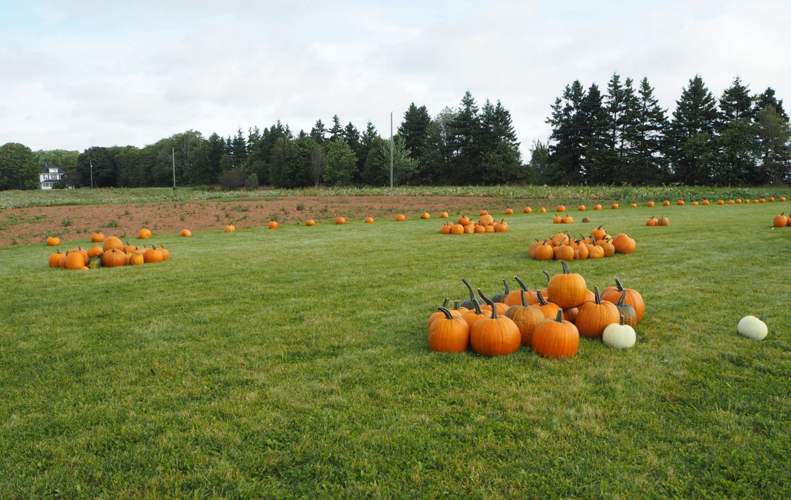 Pumpkin patch Kurpitsapelto Prince Edward Island