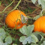 Pumpkin patch – kurpitsapelto