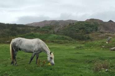 saint pierre feature