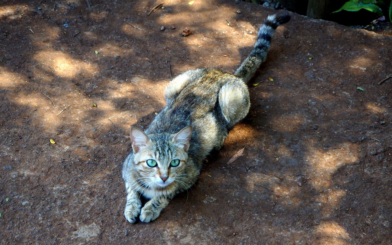 Mauritius kissa cat
