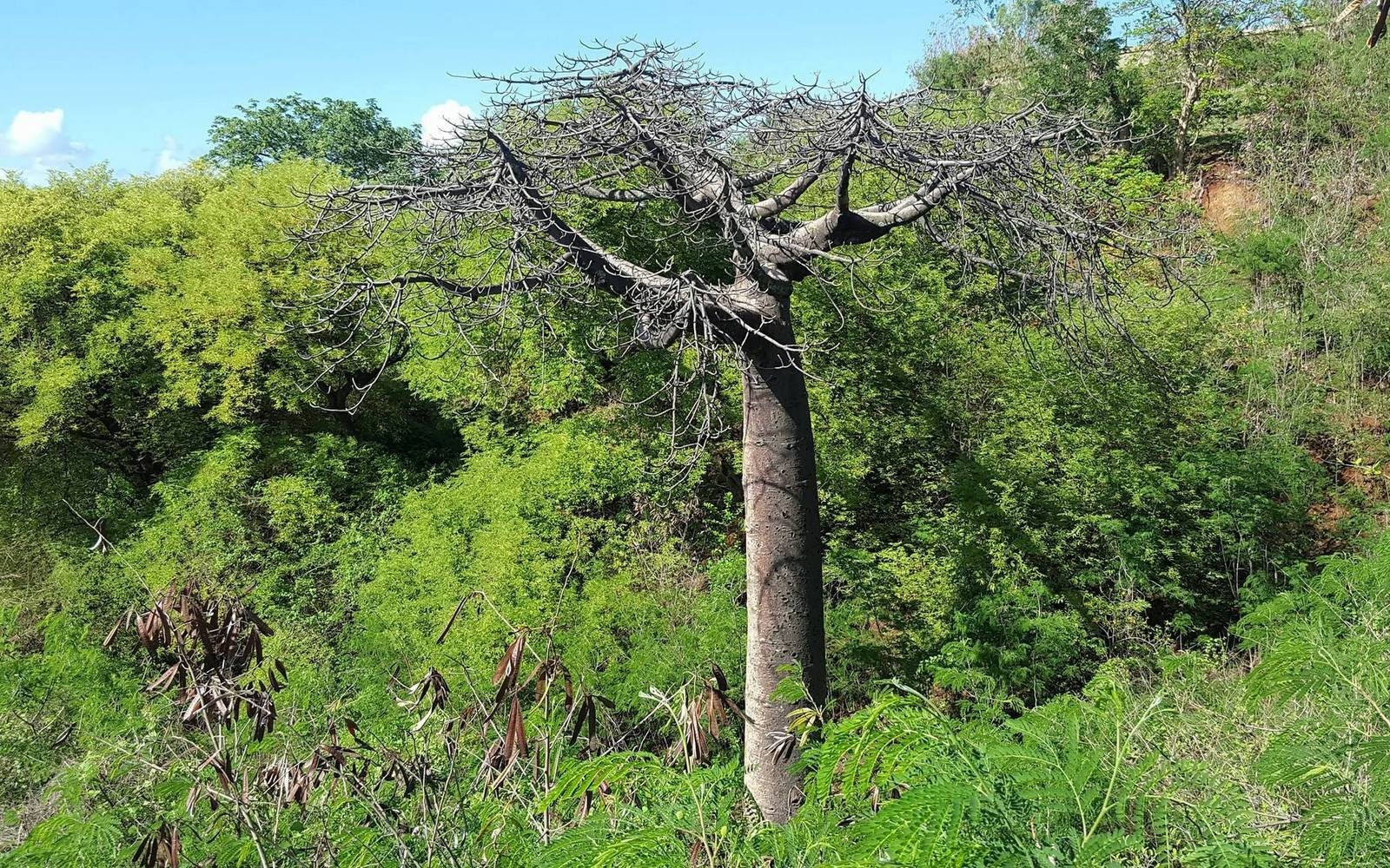 Tsingy Rouge Madagaskar baobab puu tree