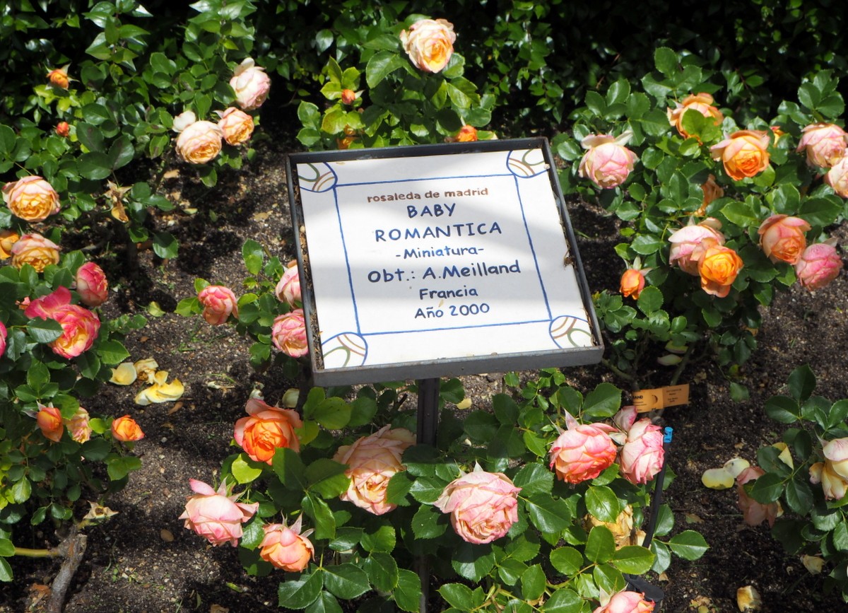 Madrid Parque de Oeste rosegarden