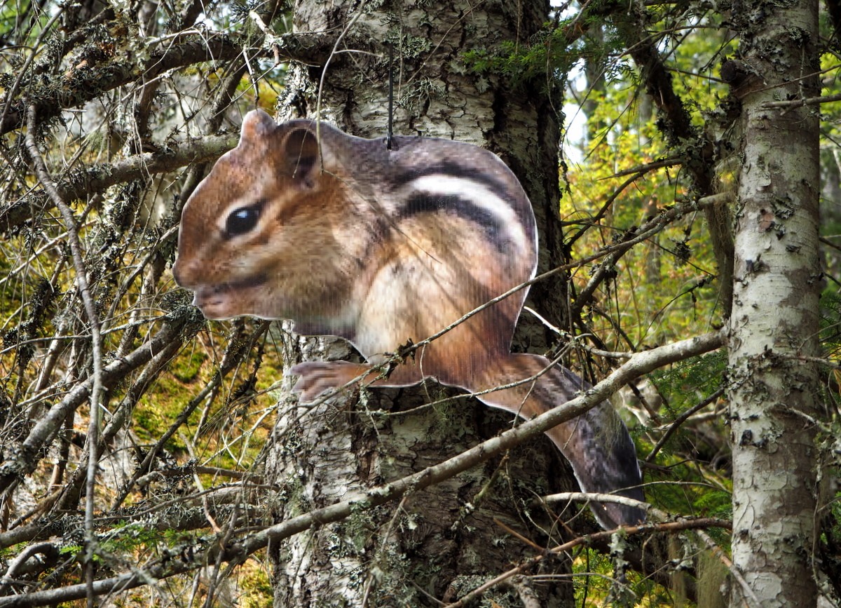 Squirrel Squamish Canada