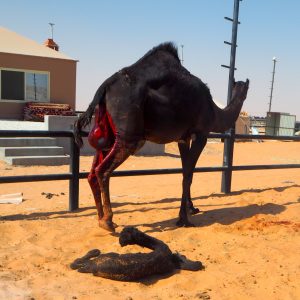 Kamelin syntymä Saudi-Arabia
