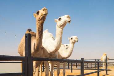 Kameleita Riad Saudi-Arabia