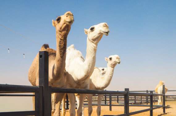 Kameleita Riad Saudi-Arabia