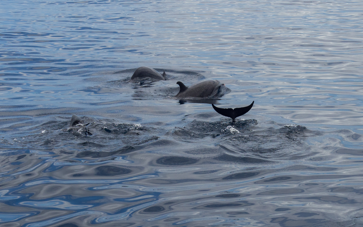 Grenada delfiinit