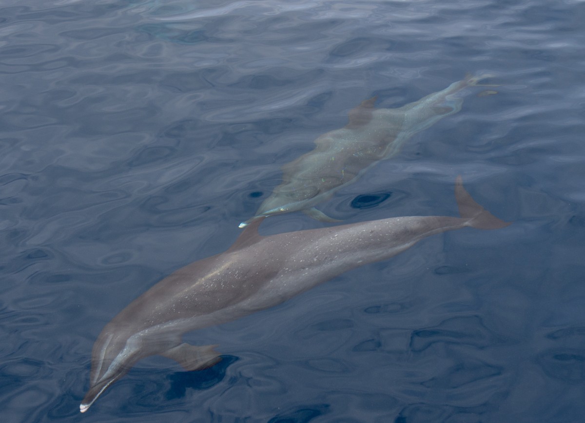 Grenada delfiinit