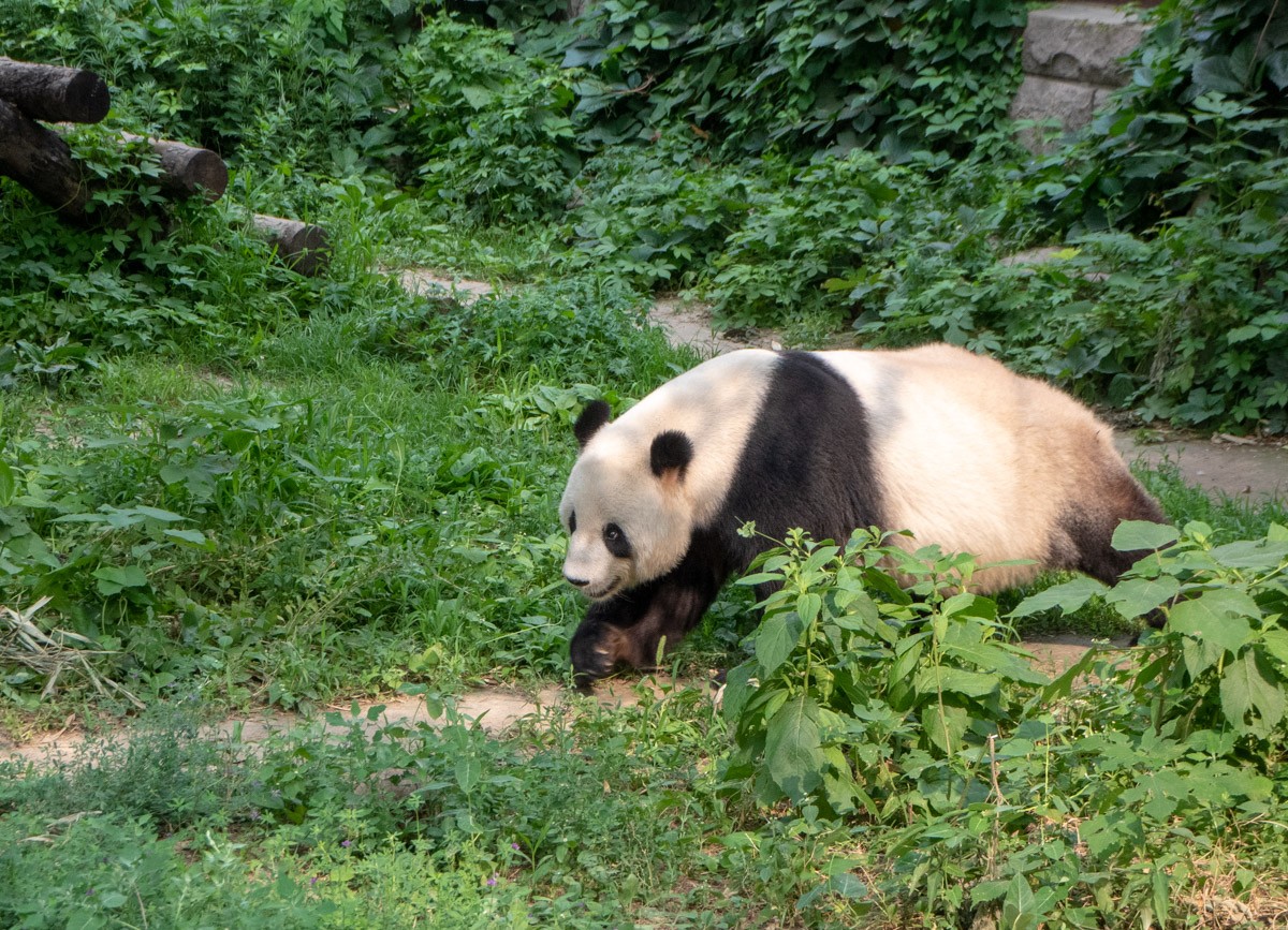 Peking 2018 Beijing Panda