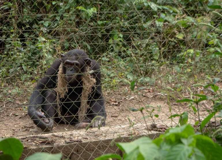 Mefou Kamerun simpanssi