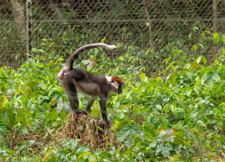 Mefou Kamerun mangabi-apina