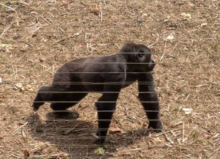 Mefou Kamerun tasamaan gorilla Kamerun Mefou gorillat