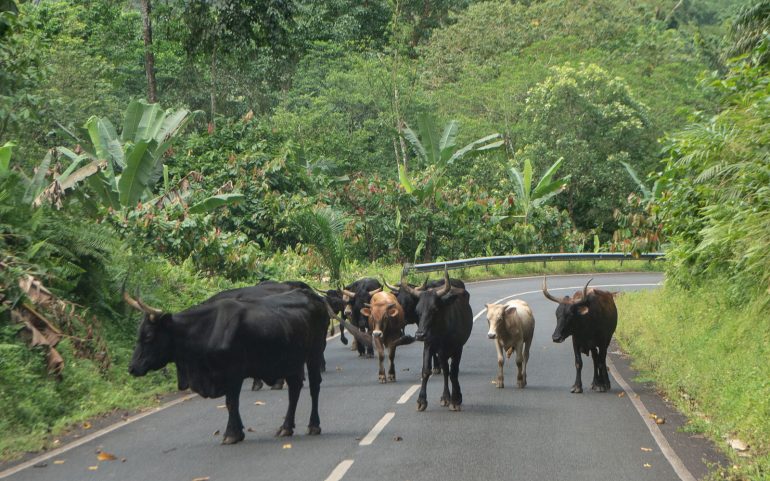Sao Tome lehmiä