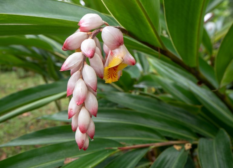 Sao Tome kasvitieteellinen puutarha