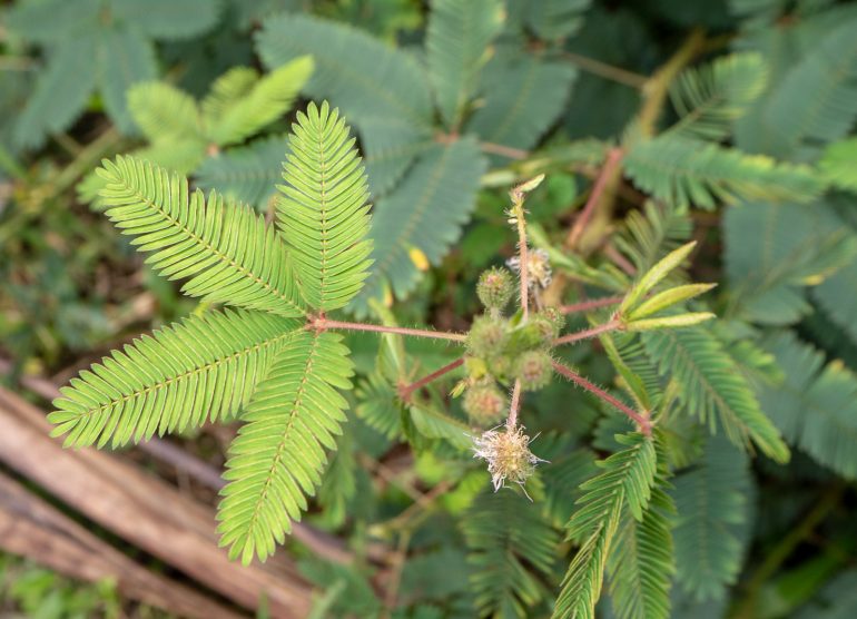 Sao Tome kasvitieteellinen puutarha